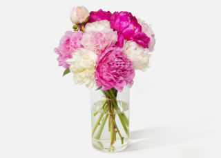The Summer Peony image number 0
